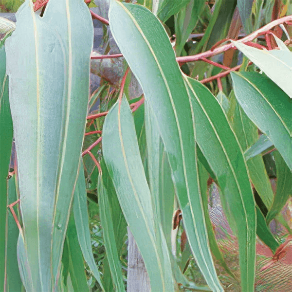 Orchid Eukalyptus citriodora Grand Cru Eko 10ml