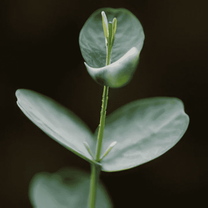 Orchid Eukalyptus globulus Eko 10ml