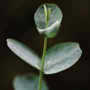 Orchid Eukalyptus globulus Eko 10ml