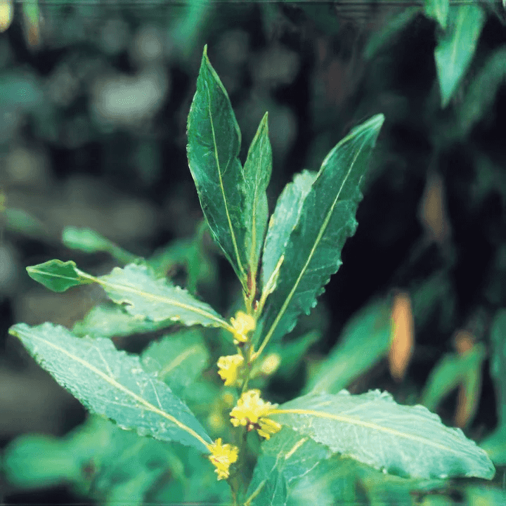 Orchid Lagerblad 5ml Eko Grand Cru