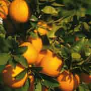Orchid Apelsin Eko 10ml