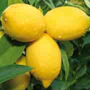 Orchid Citron Eko 10ml