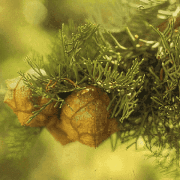 Orchid Cypress Eko 5ml