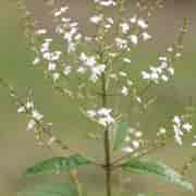 Orchid Verbena de Grasse 10 ml
