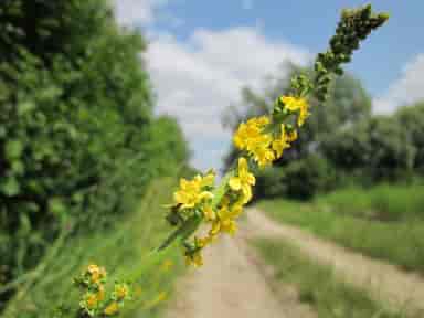 Agrimony Bach™ Original Flower Remedy 20ml Agrimony Bach™ Original Flower Remedy 20ml