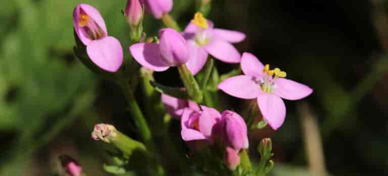 Centaury Bach™ Original Flower Remedy 20ml Centaury Bach™ Original Flower Remedy 20ml