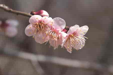 Cherry Plum Bach™ Original Flower Remedy 20ml Cherry Plum Bach™ Original Flower Remedy 20ml