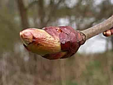 Chestnut Bud Bach™ Original Flower Remedy 20ml Chestnut Bud Bach™ Original Flower Remedy 20ml