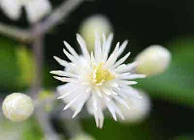 Clematis Bach™ Original Flower Remedy 20ml Clematis Bach™ Original Flower Remedy 20ml