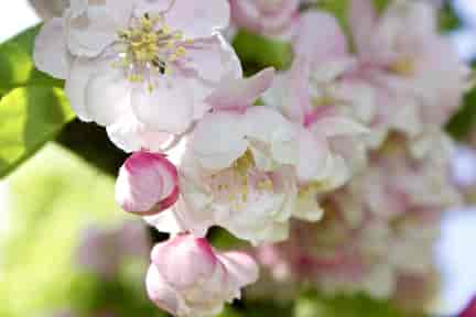 Crab Apple Bach™ Original Flower Remedy 20ml Crab Apple Bach™ Original Flower Remedy 20ml