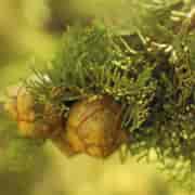 Orchid Cypress Eko 5ml Orchid Cypress Eko 5ml