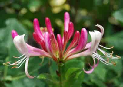 Honeysuckle Bach™ Original Flower Remedy 20ml Honeysuckle Bach™ Original Flower Remedy 20ml