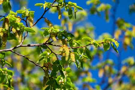 Hornbeam Bach™ Original Flower Remedy 20ml Hornbeam Bach™ Original Flower Remedy 20ml
