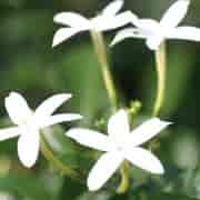 Orchid Jasmin 5% absolu 5ml Orchid Jasmin 5% absolu 5ml