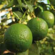 Orchid Lime Eko 5ml Orchid Lime Eko 5ml