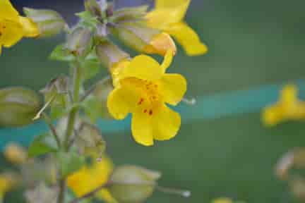 Mimulus Bach™ Original Flower Remedy 20ml Mimulus Bach™ Original Flower Remedy 20ml