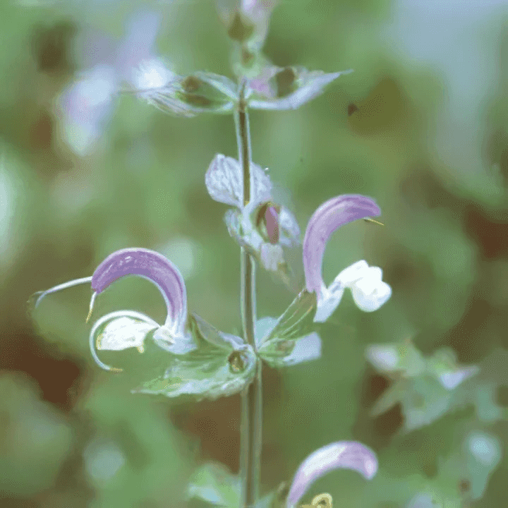 Orchid Muskatellsalvia Eko 5ml Orchid Muskatellsalvia Eko 5ml