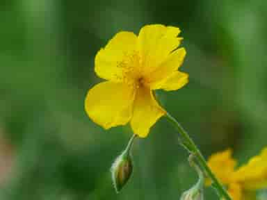 Rock Rose Bach™ Original Flower Remedy 20ml Rock Rose Bach™ Original Flower Remedy 20ml
