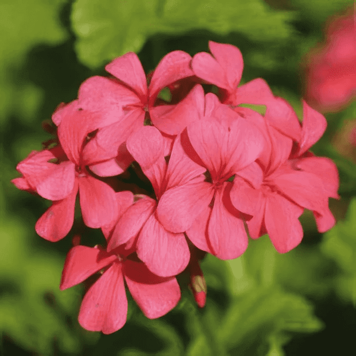 Orchid Geranium (rosen) Eko 5ml Orchid Geranium (rosen) Eko 5ml