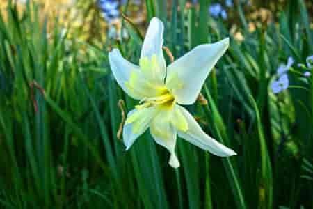 Star of Bethlehem Bach™ Original Flower Remedy 20ml Star of Bethlehem Bach™ Original Flower Remedy 20ml