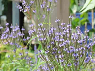 Vervain Bach™ Original Flower Remedy 20ml Vervain Bach™ Original Flower Remedy 20ml