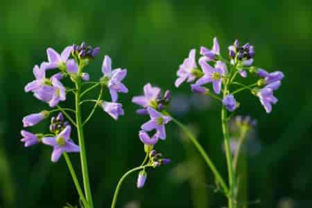 Water Violet Bach™ Original Flower Remedy 20ml Water Violet Bach™ Original Flower Remedy 20ml