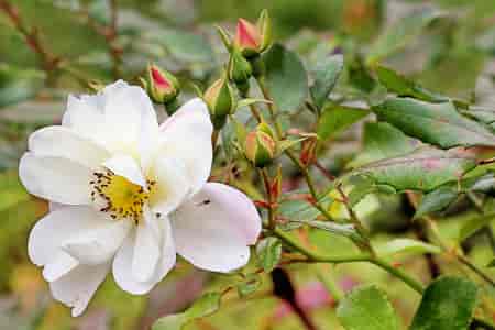 Wild Rose Bach™ Original Flower Remedy 20ml Wild Rose Bach™ Original Flower Remedy 20ml