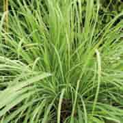 Orchid Citronella Eko 10ml Orchid Citronella Eko 10ml