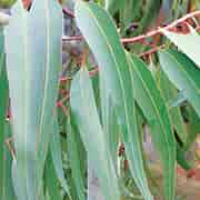 Orchid Eukalyptus citriodora Grand Cru Eko 10ml Orchid Eukalyptus citriodora Grand Cru Eko 10ml