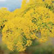 Orchid Galbanum Eko 5ml Orchid Galbanum Eko 5ml