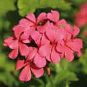 Orchid Geranium (rosen) Eko 5ml Orchid Geranium (rosen) Eko 5ml