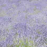 Orchid Lavendel Fine Eko 10ml Orchid Lavendel Fine Eko 10ml