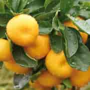 Orchid Mandarin röd Eko 10ml Orchid Mandarin röd Eko 10ml