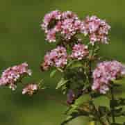 Orchid Mejram Eko 5ml Orchid Mejram Eko 5ml