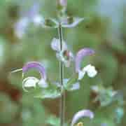 Orchid Muskatellsalvia Eko 5ml Orchid Muskatellsalvia Eko 5ml