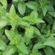 Orchid Pepparmynta Eko 10ml Orchid Pepparmynta Eko 10ml