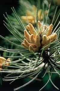 Pine Bach™ Original Flower Remedy 20ml Pine Bach™ Original Flower Remedy 20ml