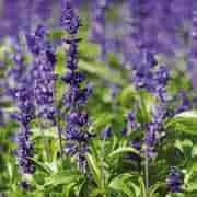 Orchid Salvia Eko 5ml Orchid Salvia Eko 5ml