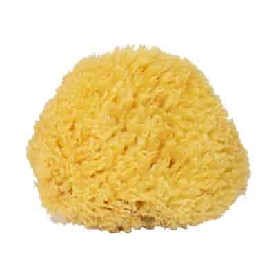 Natursvamp Natursvamp